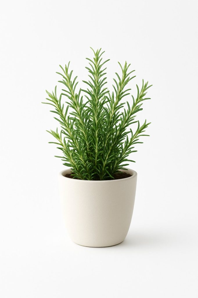 Ruzmarin biljka – prirodni miris i stil u urbanom prostoru